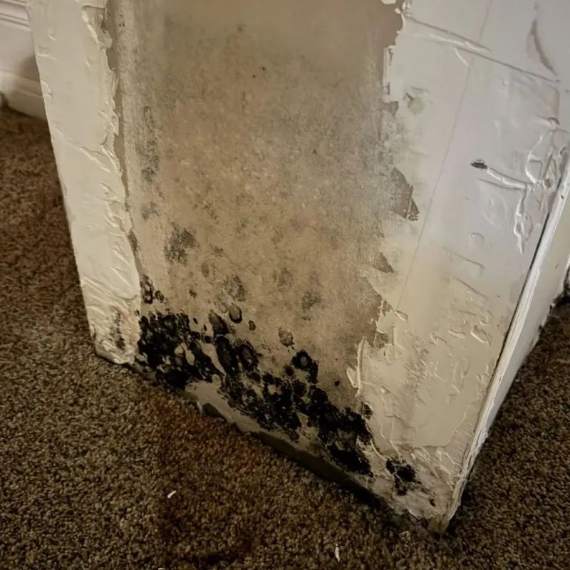 Professional Mold Removal in Ephraim, UT